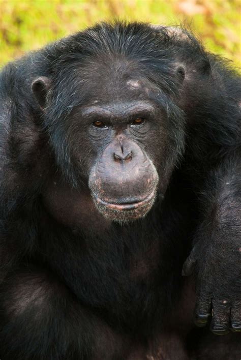 Adult chimp at Houston Zoo dies