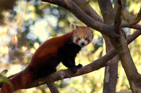 Red Panda Holiday to Nepal Trip Report - Royle Safaris (2) - Mammal ...