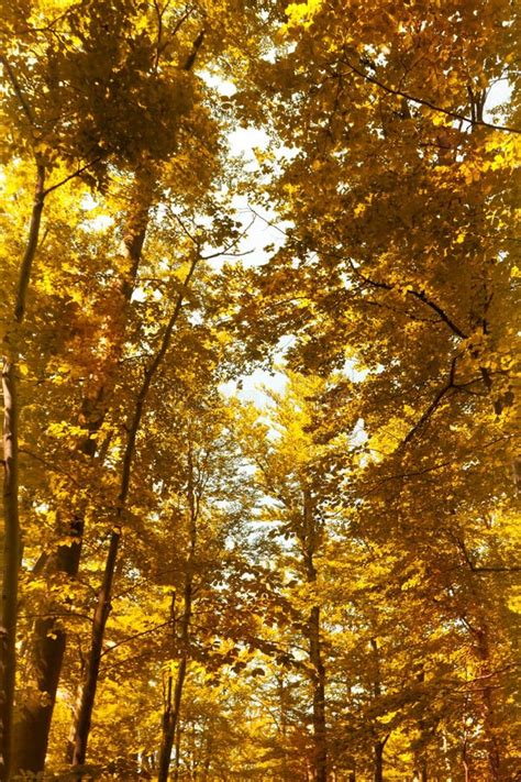 Bright Orange Autumn Forest in the Park Stock Image - Image of bright, october: 49654437