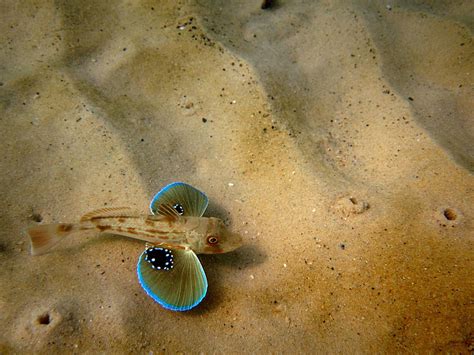 Red Gurnard Hunting Techniques | Ocean Hunter NZ