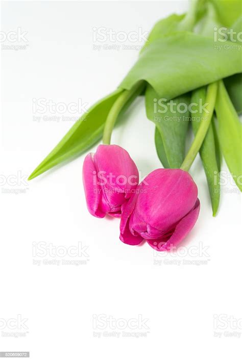 Pink Tulips White Background Stock Photo - Download Image Now - Beauty, Beauty In Nature ...