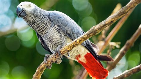 How to Care for an African Grey Parrot | Pet Bird – KeyPetCare.com