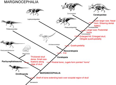 Marginocephalia - Alchetron, The Free Social Encyclopedia