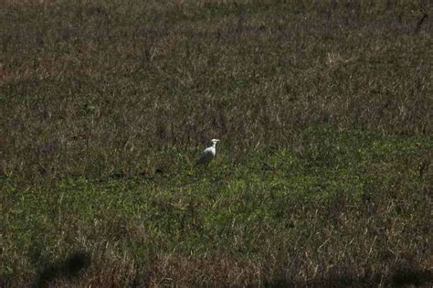 The Nature of Robertson: Albino Magpie still going strong in Kangaloon