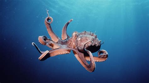 Photo of octopus, animals, octopus, underwater HD wallpaper | Wallpaper ...