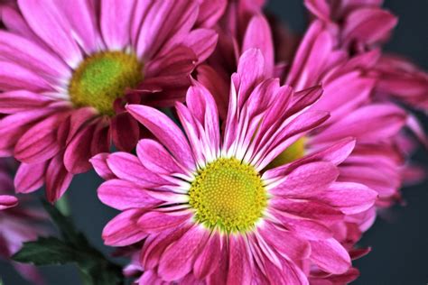 Purple Chrysanthemums Close-up 2 Free Stock Photo - Public Domain Pictures