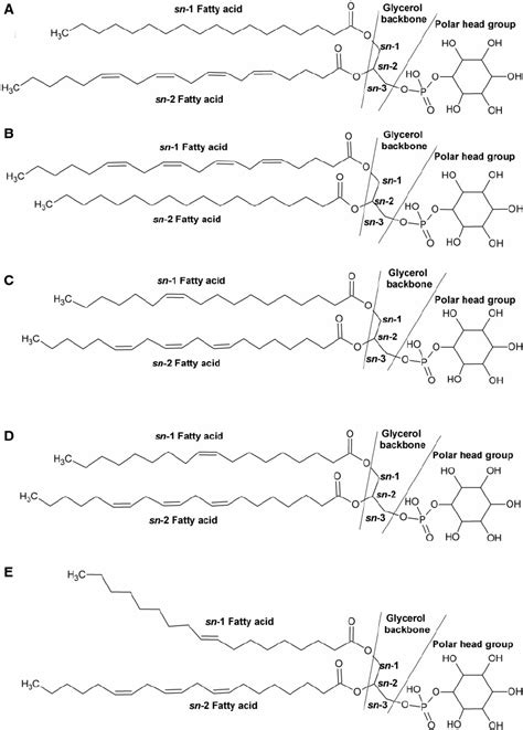 Molecular building blocks of glycerophospholipids are FAs esterified at... | Download Scientific ...