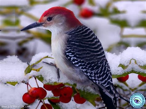 Winter Birds Wallpaper - WallpaperSafari