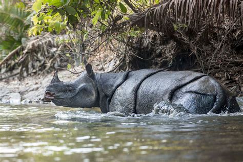 ‘Javan Rhino Expedition’ photography journal aims to spread awareness ...