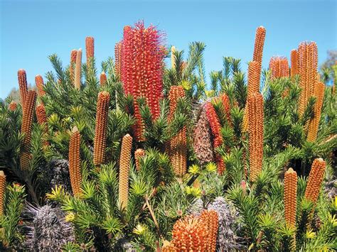 17 Best images about banksia on Pinterest | Trees, Australia and Old mans