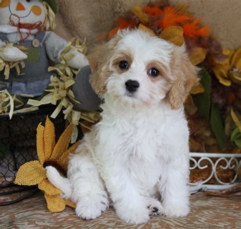 How Long Is A Cavachon A Puppy