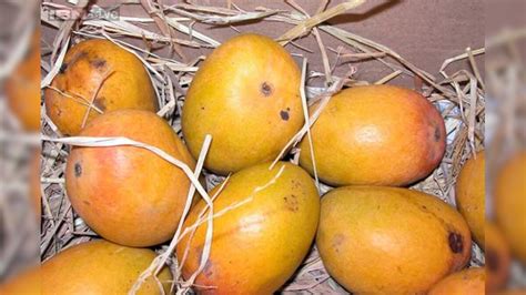 Tasted seedless grapes? Indian scientists have now developed seedless mangoes!