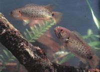 Climbing Perch (Anabas testudineus) - The Free Freshwater and Saltwater Aquarium Encyclopedia ...