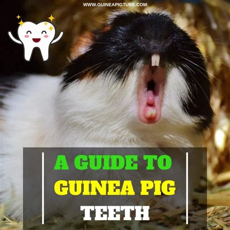 A Guide to Guinea Pig Teeth | All You Need to Know About Guinea Pig ...