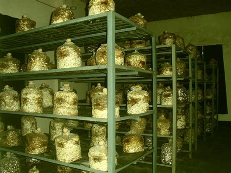 MICROFUNGI - THE MUSHROOM EXPERT: Oyster Mushroom Cultivation