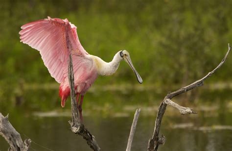 Roseate Spoonbill Free Stock Photo - Public Domain Pictures