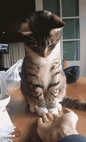 Funny cats - part 173 (40 pics + 10 gifs) | Amazing Creatures