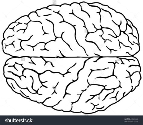 Brain Drawing With Labels at GetDrawings | Free download