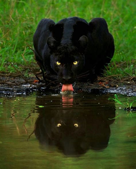 Black Panther - Animals | Katalay.net