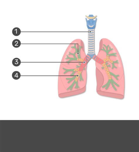 Bronchial Tubes Structure, Functions, & Location | Bronchus Anatomy ...