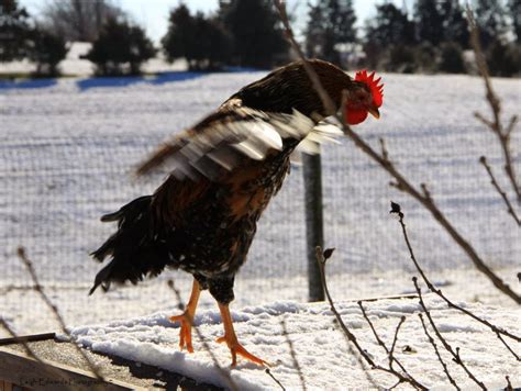 Natural Chicken Keeping: Keeping Chickens Healthy in the Cold Weather