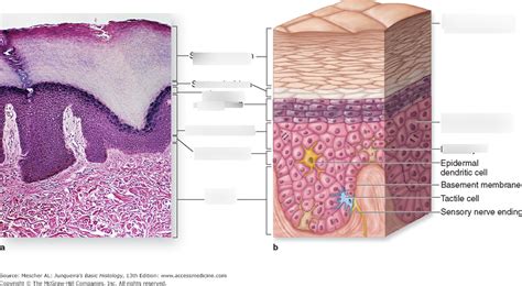 Wykres: Intergument Histology | Quizlet