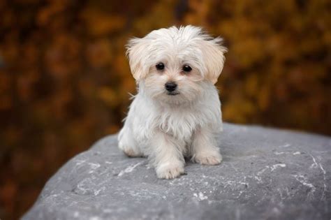 11 Small Fluffy Dogs (Cutest & Adorable Fuzzy Dog Breeds) | MrsDoggie