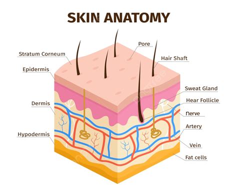 Human Skin Layers Anatomy, Hypodermis, Sample, Diagram PNG and Vector ...