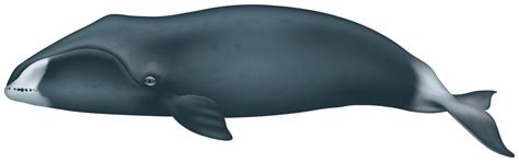 Bowhead Whale