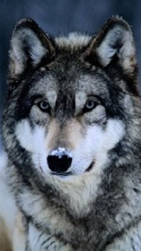 🔥 [50+] Wolf Phone Wallpapers | WallpaperSafari