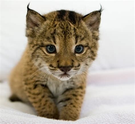 Baby lynx : r/lynxes