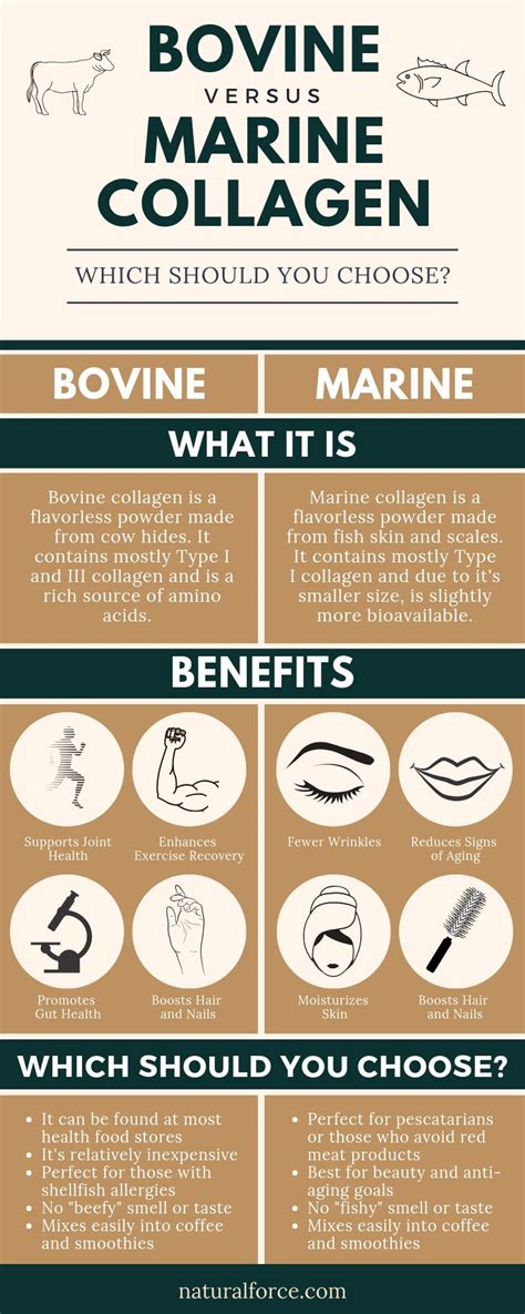 Bovine vs. Marine Collagen: Which Should YOU be Taking?