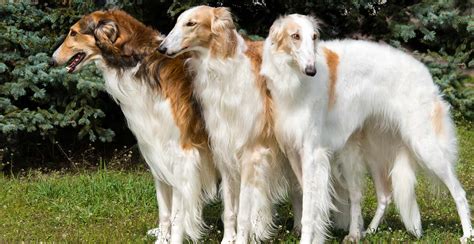 Borzoi Dog Breed Guide (Lifespan, Size & Characteristics)