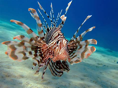 Morphology - Belize Lionfish Project