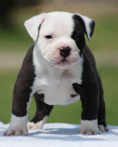 10 Adorable Pitbull Puppies Who're Ready To Blow Your Mind!