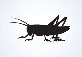 cricket insect silhouette - Google Search in 2021 | Cricket insect, Insects, Cricket