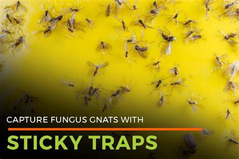 Fungus Gnats Control Canada | agronx.com