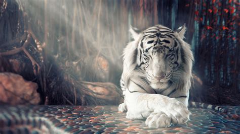 #1050 sleeping tiger wallpaper - Mocah HD Wallpapers