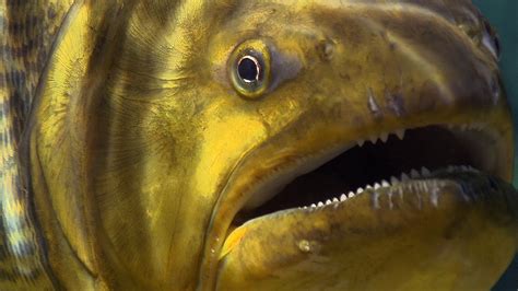 Piranha Feeding Frenzy | Planet Earth | BBC Earth - YouTube