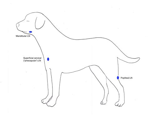 Where Are Lymph Nodes In Dogs Located