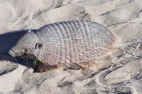 How Do Armadillos Transmit Leprosy In FL - Florida Independent