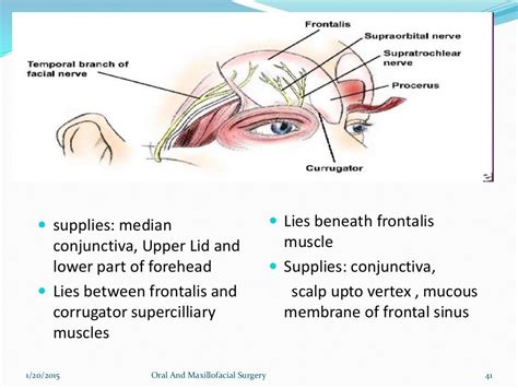 Trigeminal Nerve Anatomy