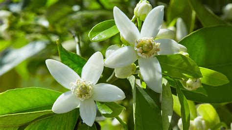 Neroli Hydrosol / Orange Blossom Hydrosol | AromaWeb