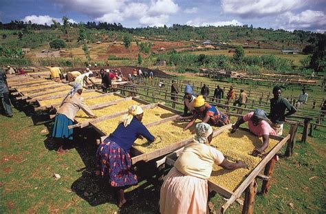 Kenya - Agriculture, forestry, and fishing | Britannica