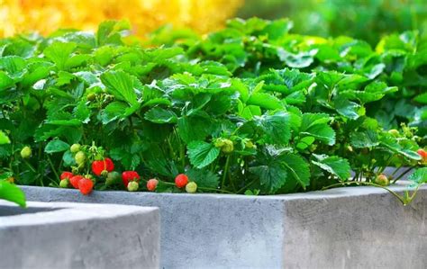 HOW TO GROW STRAWBERRIES IN A RAISED BED? – Bed Gardening