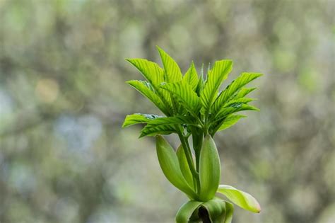 Premium Photo | California buckeye tree growing new leaves california