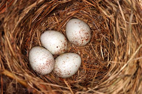 White-breasted Nuthatch Eggs - Stock Image - Z892/0448 - Science Photo Library