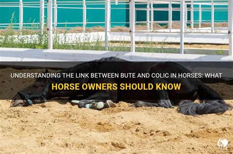 Understanding The Link Between Bute And Colic In Horses: What Horse ...