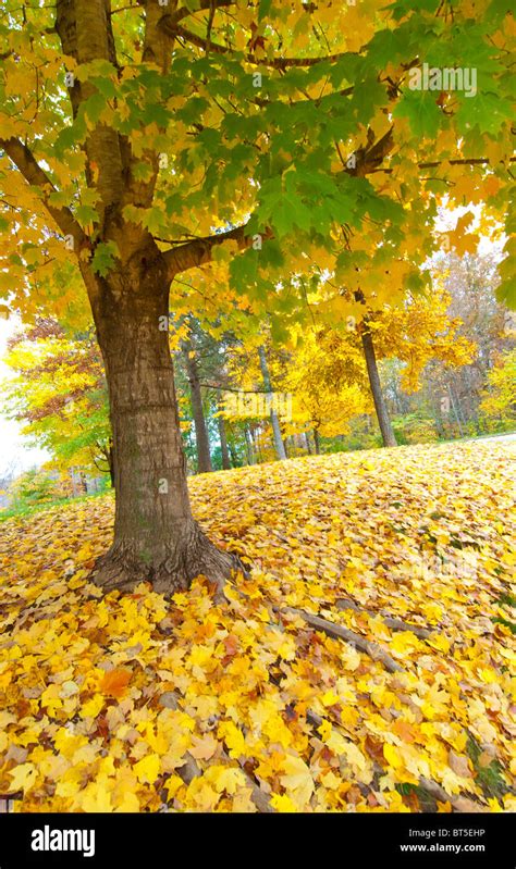 Fall foliage in North Carolina, USA Stock Photo - Alamy