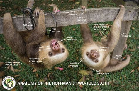 Discover the Fascinating Anatomy of a Sloth